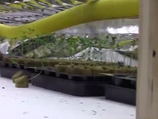 Gigantyczna plantacja marihuany. 5 tys. sadzonek w rękach policji