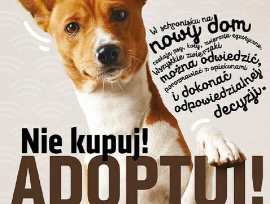 Kampania informacyjna „Nie kupuj! Adoptuj!”