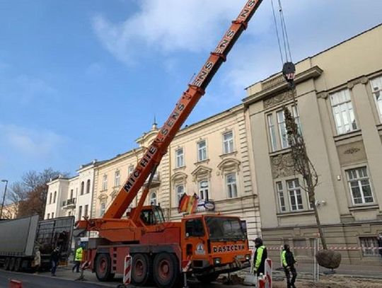 Lipy zawitały na Krakowskie Przedmieście*