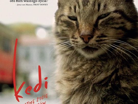  Multikino proponuj: „Kedi – sekretne życie kotów”