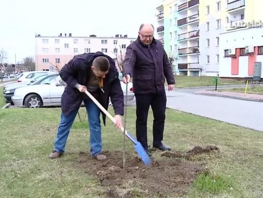 Na znak protestu przeciwko masowej wycince drzew, członkowie kraśnickiej PO sadzili drzewa. 