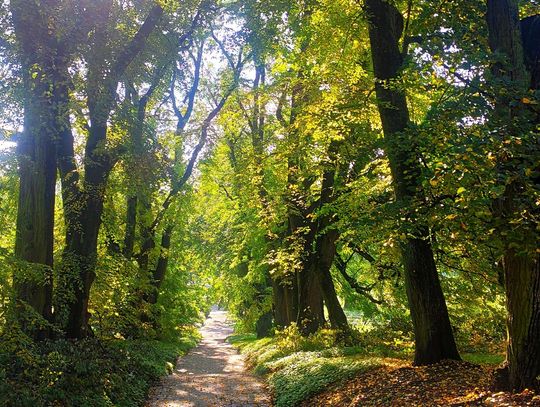 Spacer w Ogrodzie Botanicznym UMCS w Noc Muzeów