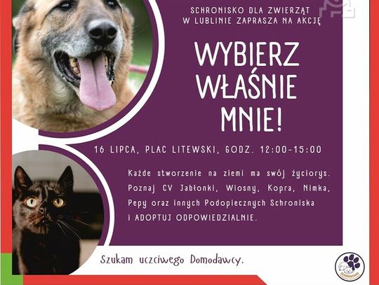 „Wybierz właśnie Mnie!” – akcja promująca adopcję zwierząt na Placu Litewskim