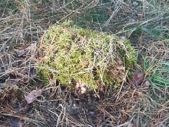 Wyciął kilkanaście drzew, a ich pnie dla niepoznaki przykrył mchem