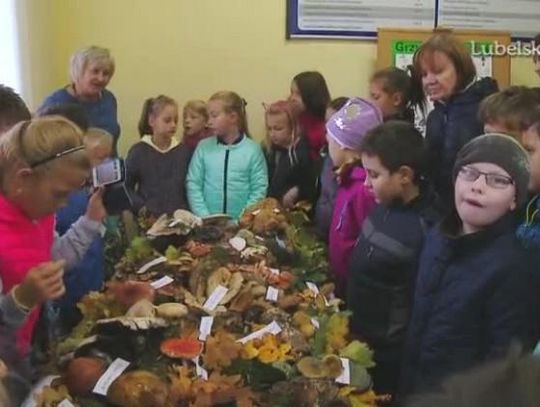 Wystawa grzybów dla dzieci i dorosłych w kraśnickim sanepidzie 