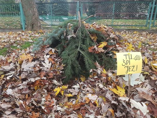 Za nami kolejna edycja akcji „Tu śpi jeż”