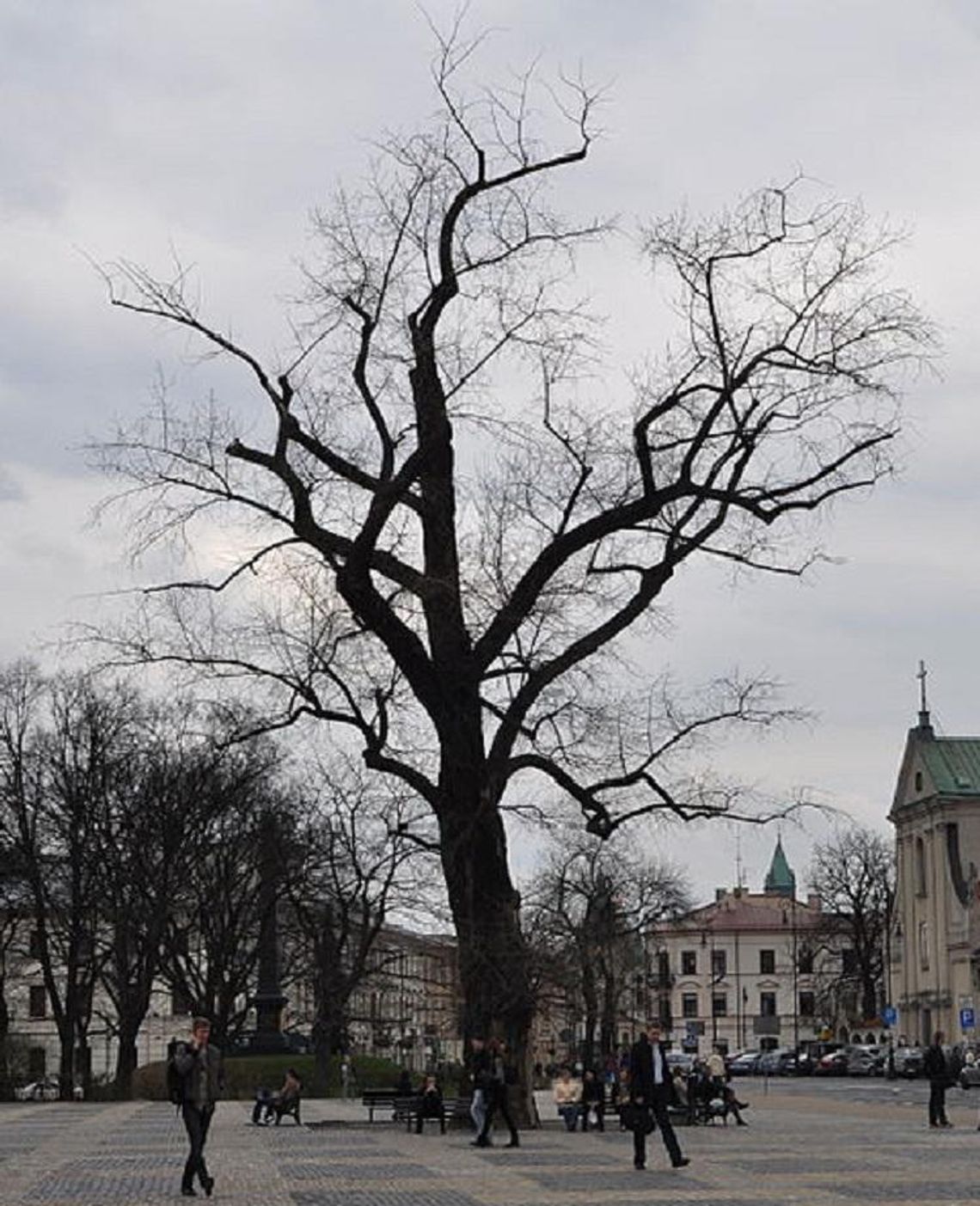 Koniec randek pod "Baobabem"