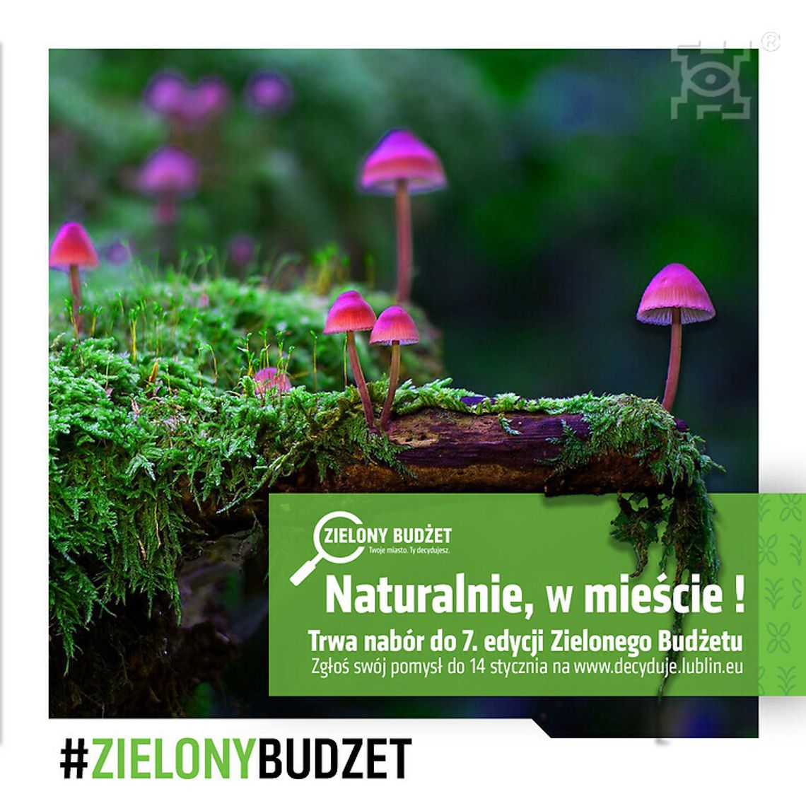 Naturalnie, w mieście! – trwa nabór projektów Zielonego Budżetu