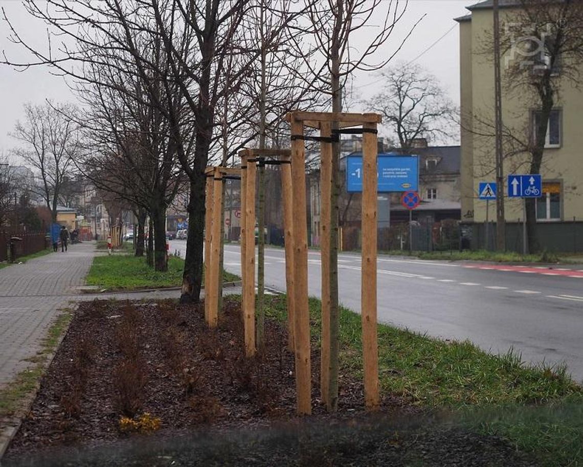 Nowości wśród jesiennych nasadzeń drzew i krzewów*