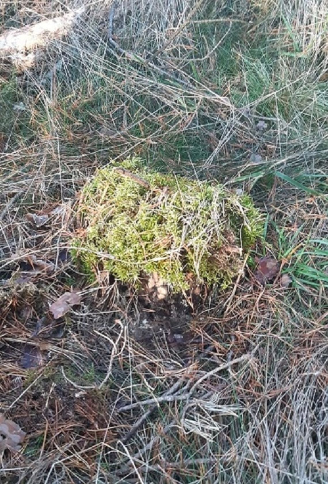 Wyciął kilkanaście drzew, a ich pnie dla niepoznaki przykrył mchem